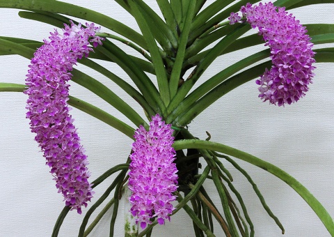 [写真]鎌倉蘭友会の今月の蘭