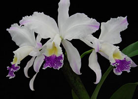 2008年8月例会入賞花画像