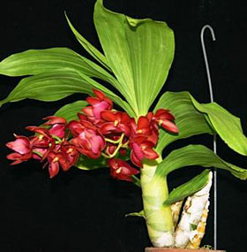 2010年9月例会入賞花画像