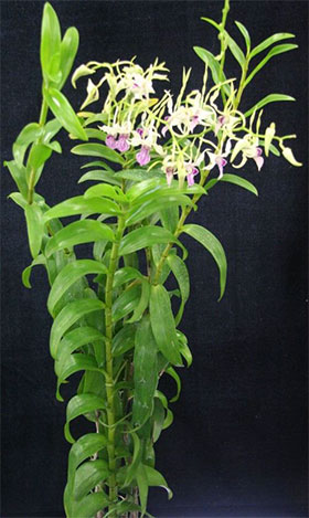 2014年7月例会入賞花画像