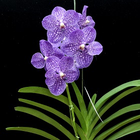 2020年10月例会入賞花画像