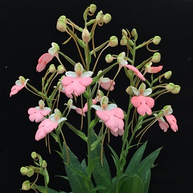 2022年11月例会入賞花画像