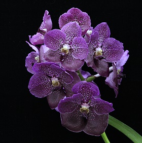 2023年10s月例会入賞花画像