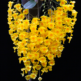 2024年5・6月例会入賞花画像