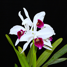 2024年5・6月例会入賞花画像