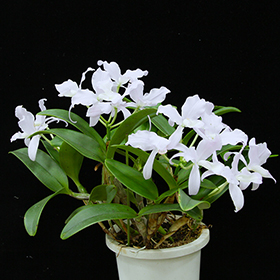 2024年5・6月例会入賞花画像