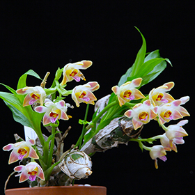 2024年5・6月例会入賞花画像