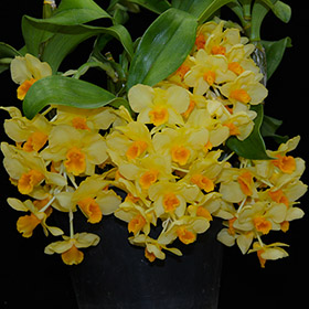 2024年9月例会入賞花画像