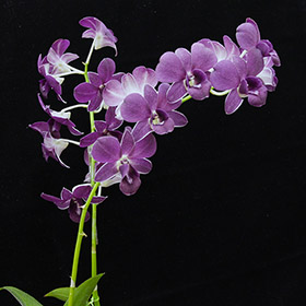 2024年9月例会入賞花画像