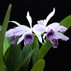 2024年9月例会入賞花画像