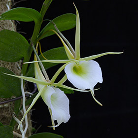 2024年9月例会入賞花画像