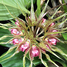 2024年11月例会入賞花画像