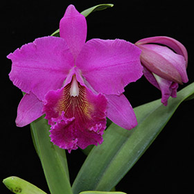 2024年11月例会入賞花画像