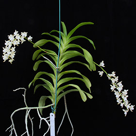 2024年11月例会入賞花画像