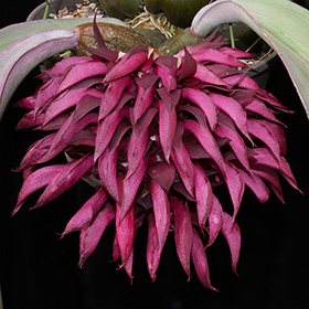 2024年12月例会入賞花画像