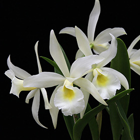 2024年12月例会入賞花画像