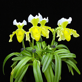 2025年1月例会入賞花画像