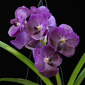 2025年1月例会入賞花画像