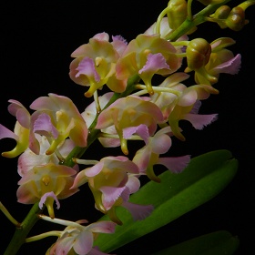 2025年2月例会入賞花画像