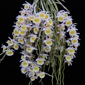 2025年3月例会入賞花画像