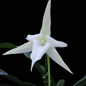 2025年3月例会入賞花画像