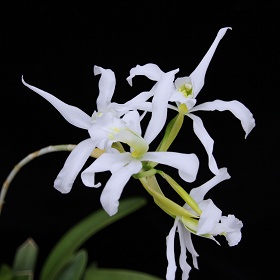 2025年4月例会入賞花画像