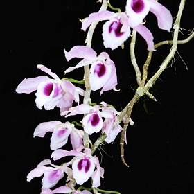 2025年4月例会入賞花画像