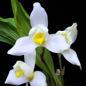 2025年4月例会入賞花画像