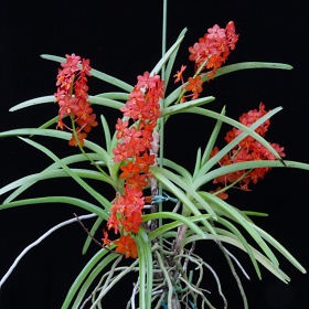 2025年4月例会入賞花画像