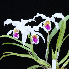 2025年5月例会入賞花画像