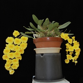 2025年5月例会入賞花画像