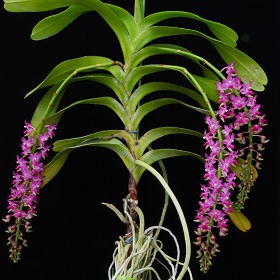 2025年5月例会入賞花画像