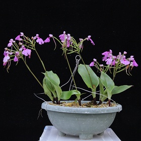 2025年5月例会入賞花画像