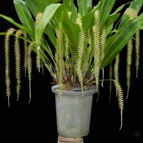 2025年6月例会入賞花画像