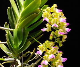 2025年6月例会入賞花画像