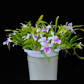 2025年6月例会入賞花画像