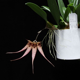 2025年6月例会入賞花画像