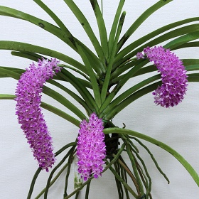 2025年7月例会入賞花画像