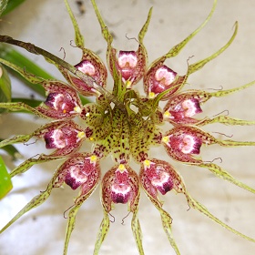 2025年7月例会入賞花画像