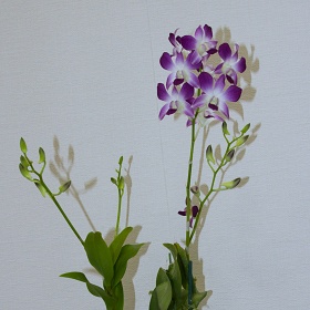 2025年8月例会入賞花画像