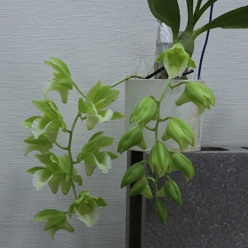 2025年10月例会入賞花画像