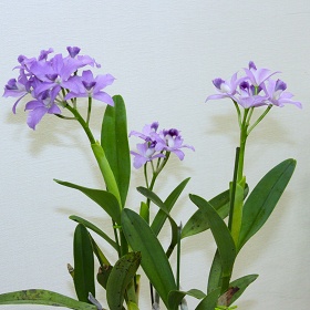 2025年10月例会入賞花画像