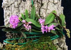 小型の注目株1 Schoenorchis