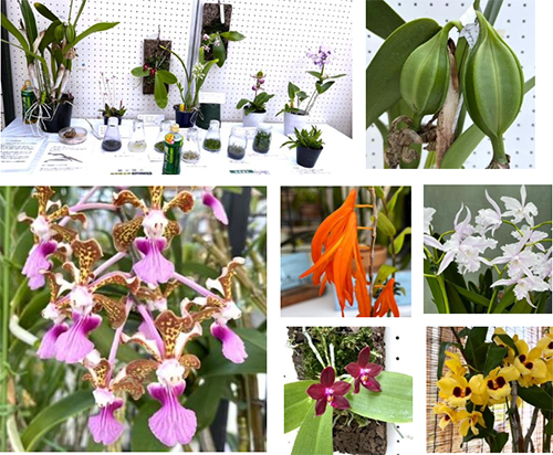 5・6月例会報告